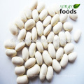 White Kidney Beans Specification and White Kidney Bean